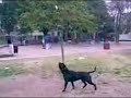 Pit Bull Fight  :: APBT :: Chami ANka