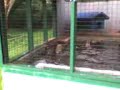 Guyana Zoo Guyana Zoo