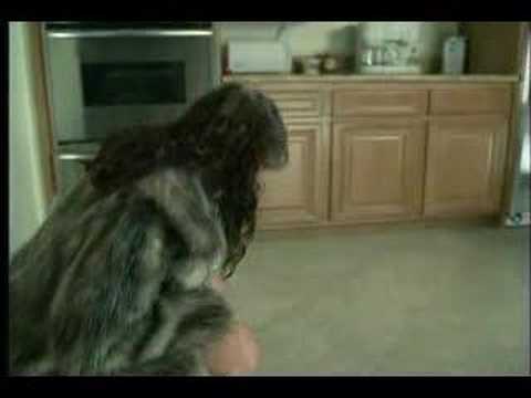 Litterbox Ad -- Fur is For Animals Series