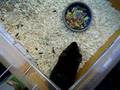 videos de Puk0095