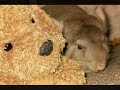 CHINCHILLAFIED CHINCHILLAFIED
