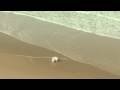Sebastien Tellier - Roche (teaser)