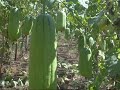 Produçao de Bucha Vegetal