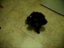 Pittsburgh Steelers Dog Murphy Pittsburgh Steelers Dog Murphy