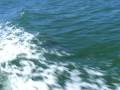 videos de Dolphin riding bow waves.