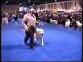 Eukanuba Great Pyrenees #2 Eukanuba Great Pyrenees #2
