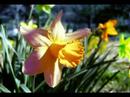 First of May