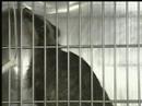 Badgers & TB - Channel 4 News