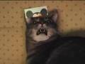 Crazy Cat Needs To Chill & Visit www.TheRichDog.com