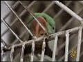 عبدالرحيم محمد  يقدم لكم ببغاء يتكلم القران الكريم