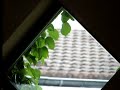 vogel tegen raam