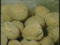 gilberto govi ed il vero pesto genovese gilberto govi ed il vero pesto genovese