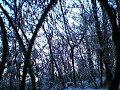 MTB - Montorfano BS, 4 Gennaio 2009