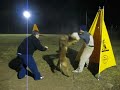 Duque de Orelav (Elfos v. d. Duvetorre - Ô des Loups Mutins) 8 meses, entreno sección C. Figurante Agustín JURADO.
