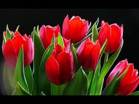 Смотреть видео как научится рисовать пони Смотреть видео как научится рисовать пони