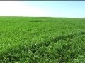 Wheat fields at Alto Parana - Paraguay http://maps.google.com/?ie=UTF8&amp;ll=-25.466214,-54.985478&amp;spn=0.010481,0.01605&amp;t=h&amp;z=16
