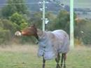 Rulette Playing
