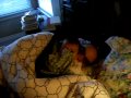 SDC10010.AVI