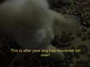 How To.. Sit, Down, Roll Over, and Play Dead How To.. Sit, Down, Roll Over, and Play Dead
