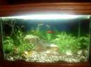Peixes ornamentais da Amazonia 