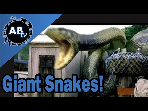 YouTube reptile video