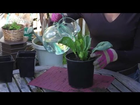 how to replant small plants