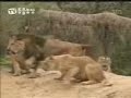 Tiger vs Lion