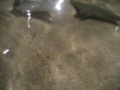 Stingray petting at the ZOO 2008 Stingray petting at the ZOO 2008