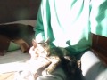 Janis: solecito, regazo y mimos...�Qu� m�s se puede pedir?