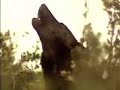 Never Cry Wolf Movie Trailer Never Cry Wolf Movie Trailer