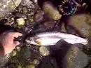 Yuba Fly Fishing 10/8/2006