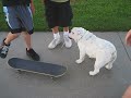 Marley and Gus  Gus & The Skateboard