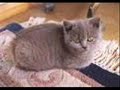Cat's, Kittens, Fur Balls, whatever U want 2 call them. Manele-Gratis.net
