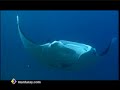 the-worlds-best-dive-resort.html