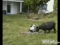 Goat Head Butts Dog