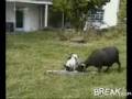Goat-Head-Butts-Dog