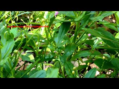 how to transplant ironweed