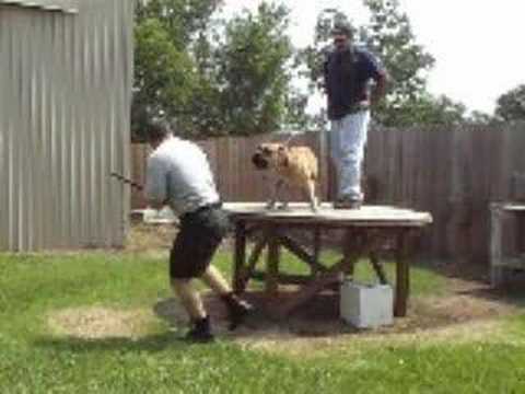 bandog