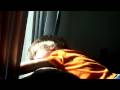 videos de benjamin playing jan 7th