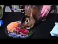 How Bunnies Beat the Heat - Ask a vet with Dr. Jyl How Bunnies Beat the Heat - Ask a vet with Dr. Jyl