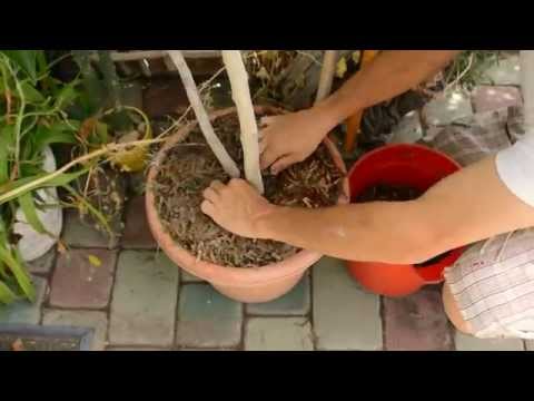 how to kill yellow fungus in mulch