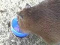 Caplin Rous in I Like Blueberry Yogurt! Caplin Rous in I Like Blueberry Yogurt!