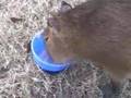 Caplin Rous in I Like Blueberry Yogurt!