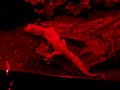 Fun Geko Laser Trick