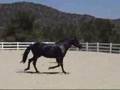 Zorin