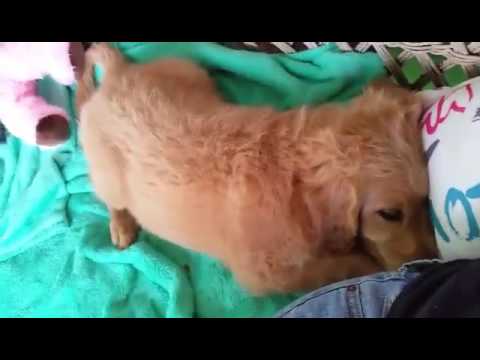 Amelia being pooped after playing