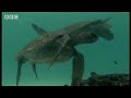 Green turtle breath-holding skill - Dive Galapagos - BBC wildlife