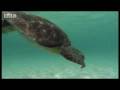 Green turtle breath-holding skill - Dive Galapagos - BBC wildlife