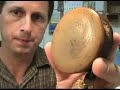 Japanese Cowry Sea Shell Netsuke & Lidded Wooden Case