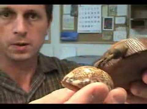 how to whiten scallop shells